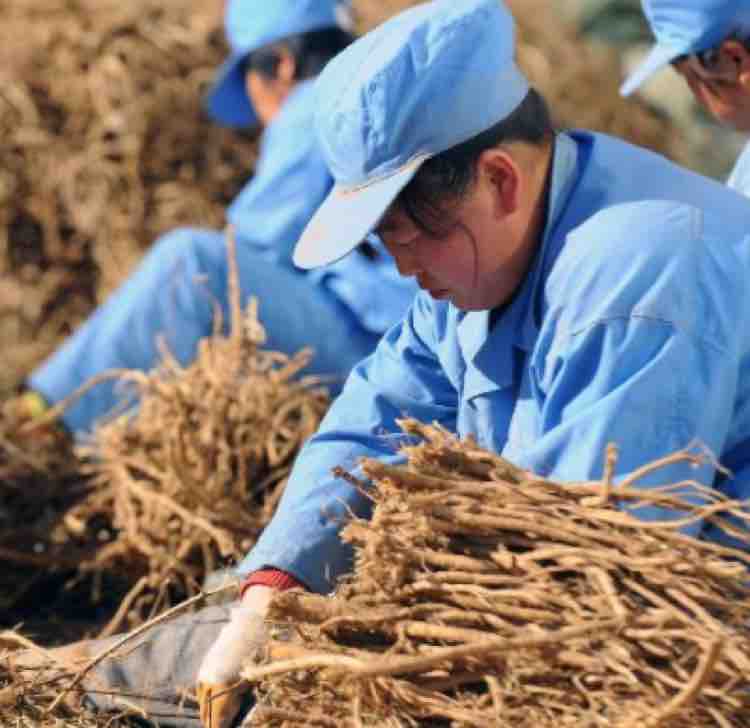 农村大飞哥W头像