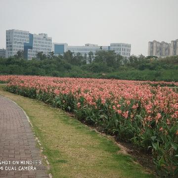 鹏城阿杜Vlog头像