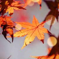 北方的风往北吹头像