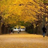 小川风雨断肠人头像