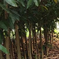 高佬七水果种植头像