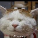 猫哥球讯头像