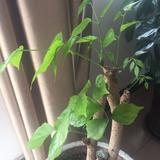 一丝不苟风筝XN头像
