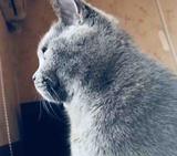 猫星海头像