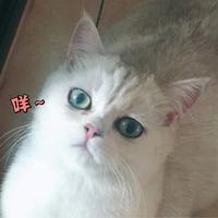 爱猫的宝头像