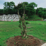 洒脱辰星5fo头像