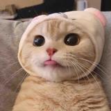 怎么可以次兔兔呀头像