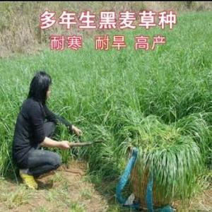 齐鲁牧草种子头像