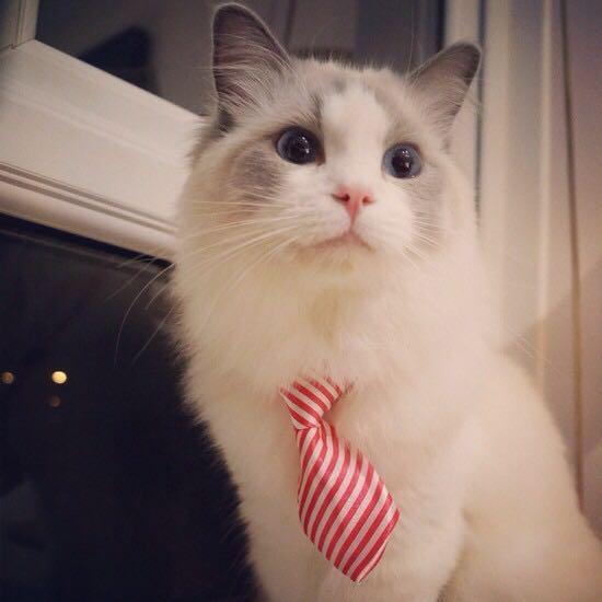 搞笑猫咪儿头像