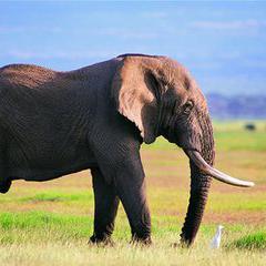 大象长腿欢乐影视头像