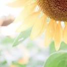 外向菠萝5O3头像