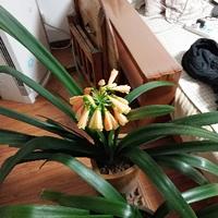 阿祭司拉德头像