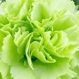 收蓝牌货车头像