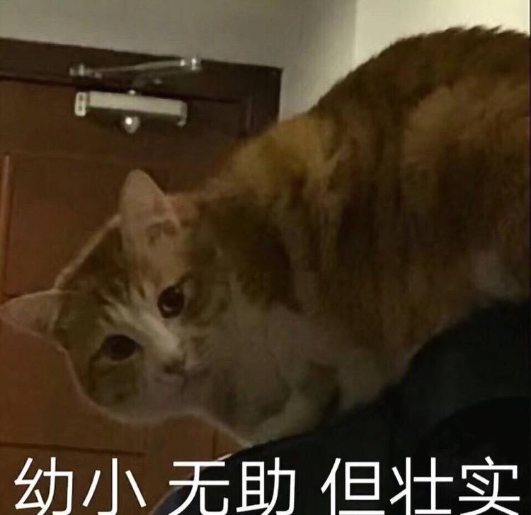 Nylon头像