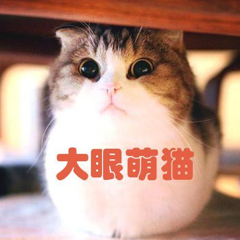 大眼萌猫头像