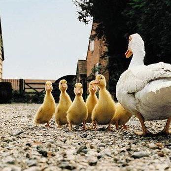 门前路过一群鸭头像