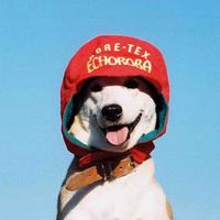 大鳄影视剪辑头像