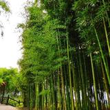 热爱生活的阿兴头像
