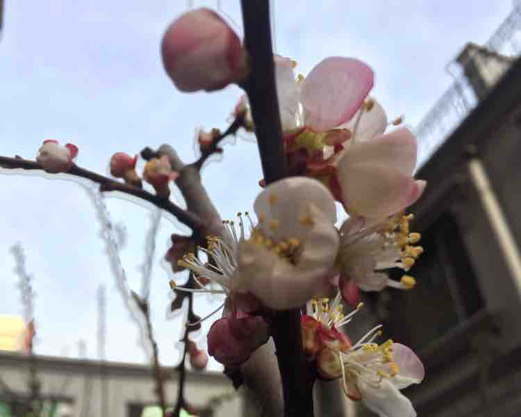 亲切豆花QH头像