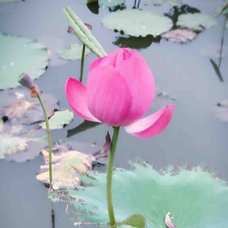 走出失恋的心理问答 头条搜索