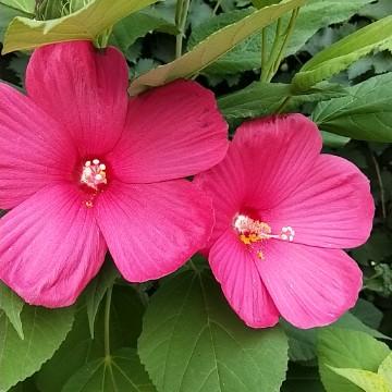 大花秋葵 头条搜索