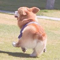 死兔子AAAA头像
