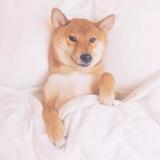 噼噼爬爬头像