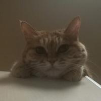 兲堂鈓鸟飛头像