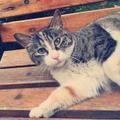 第十一只猩猩头像