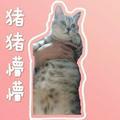 猪猪乖的日常头像