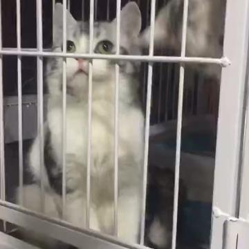 我的猫咪叫柚子头像