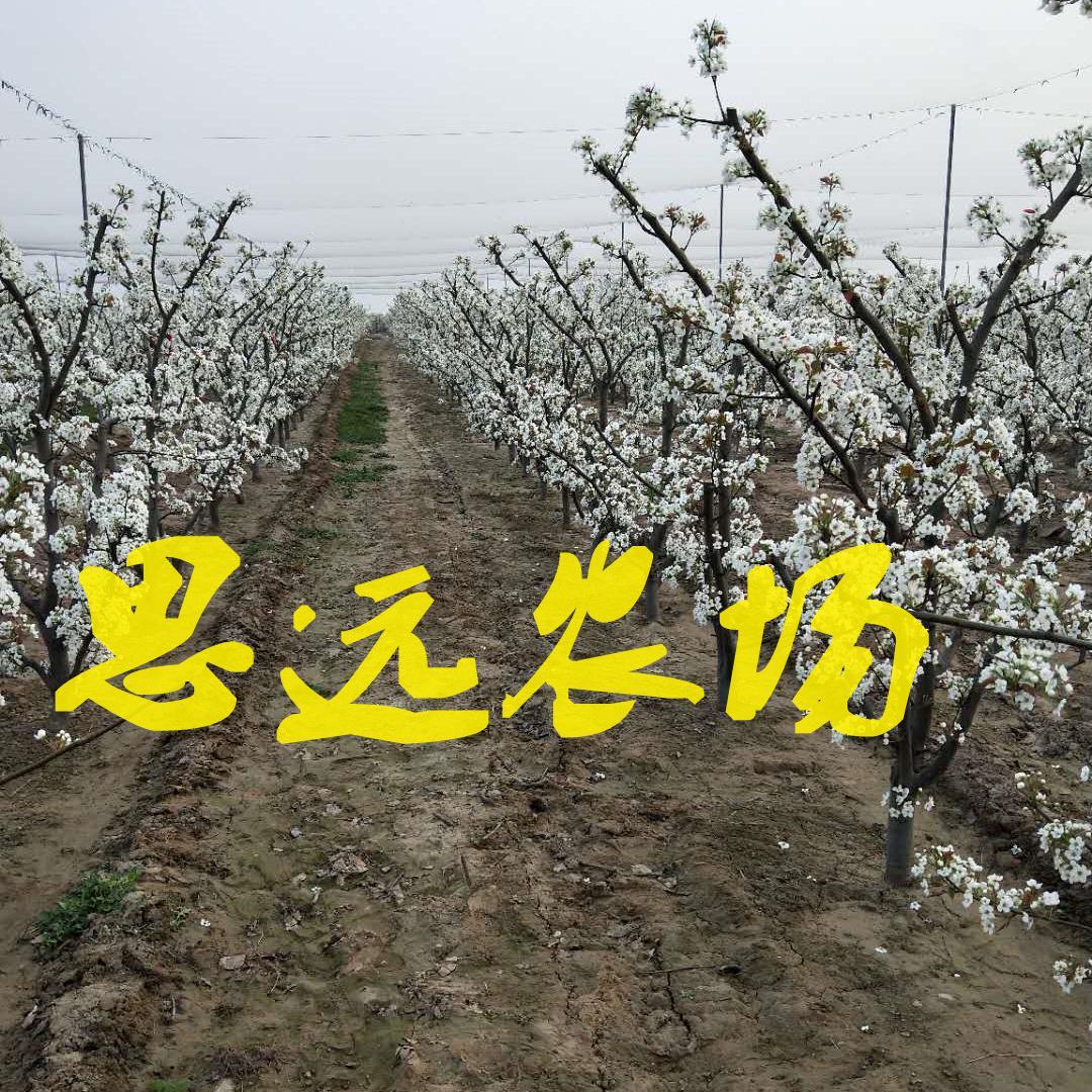 徐永说三农头像