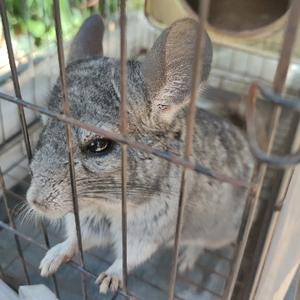 龙猫Moses头像