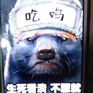 筱虎解说头像