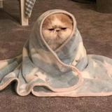 快乐的海浪pl头像