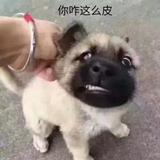 李成成489头像