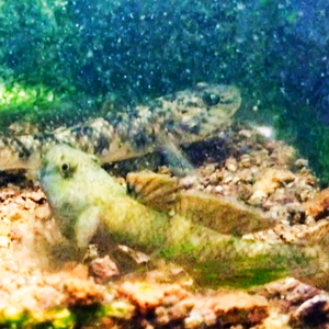 一艘鱼舟头像