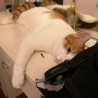 强哥爱玩智驾啊头像