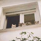 风语者酱的个人资料头像