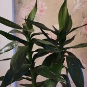 Yangchao118的个人资料头像
