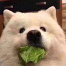 散的个人资料头像