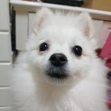 嘛翫头像