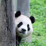 张观理待头像