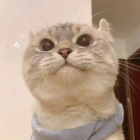 WRC张无敌不会玩头像