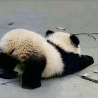 青衫沐星辰头像