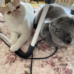 温馨猪头像