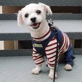 两袋小浣熊8头像