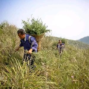 阿伯药理头像