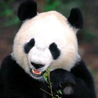 哈喽啊小金毛头像