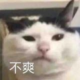 包子是猫头像